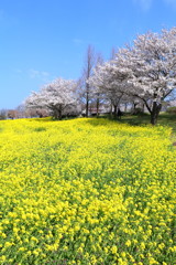 菜の花と桜３