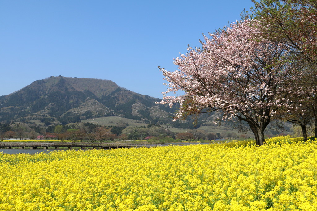 上堰潟公園２