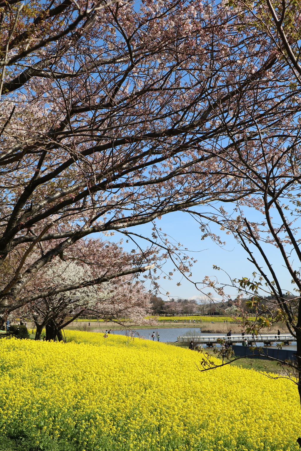 上堰潟公園４