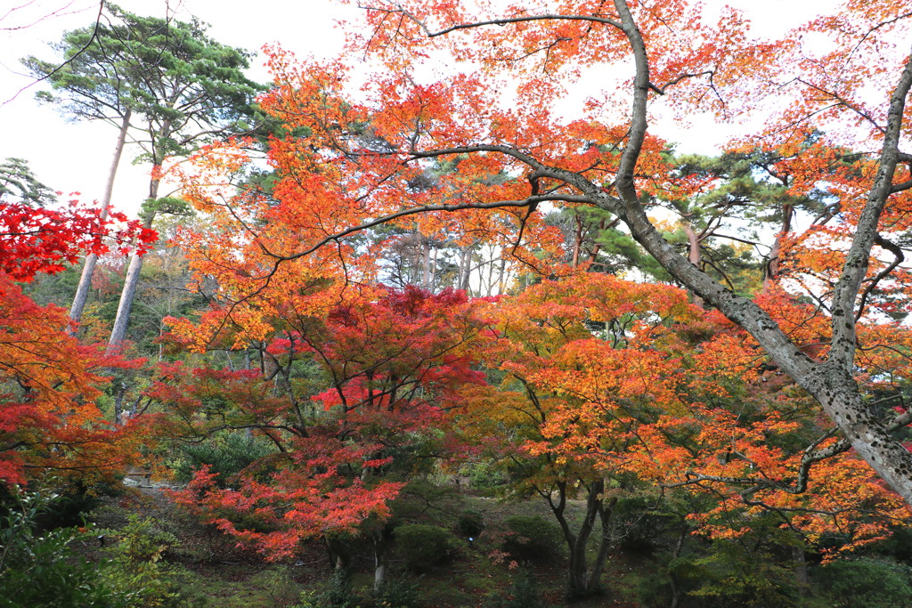 紅葉　もみじ谷５