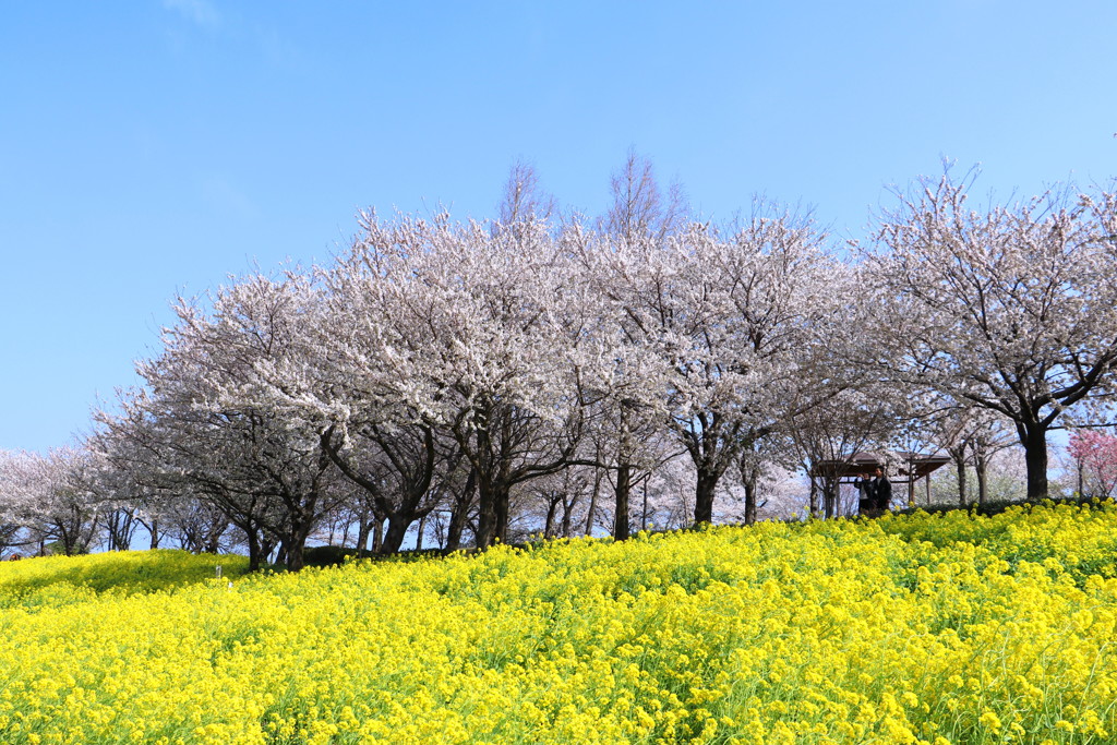 菜の花と桜４