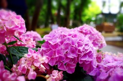 紫陽花