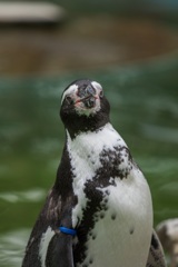 動物園のペンギン動きがないっすね