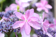紫陽花