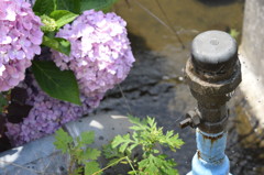 紫陽花