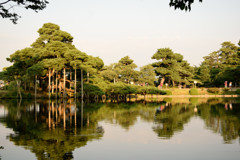 兼六園　松