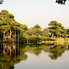 兼六園　松