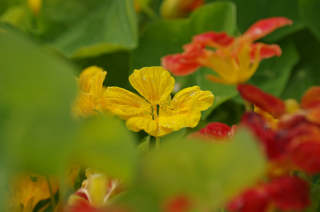 お花