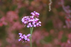 お花