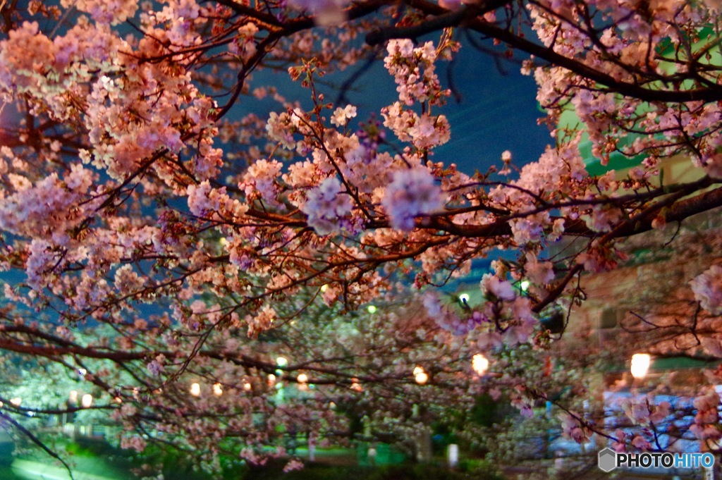 桜　夜景