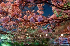 桜　夜景
