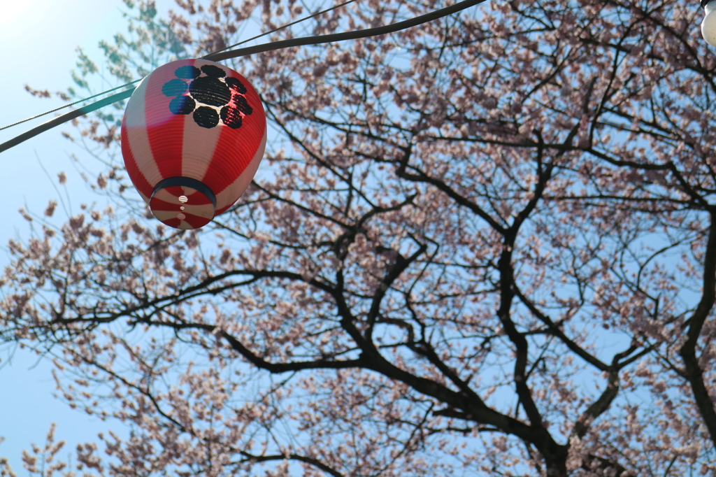 桜に映える提灯
