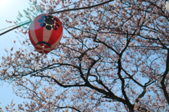 桜に映える提灯
