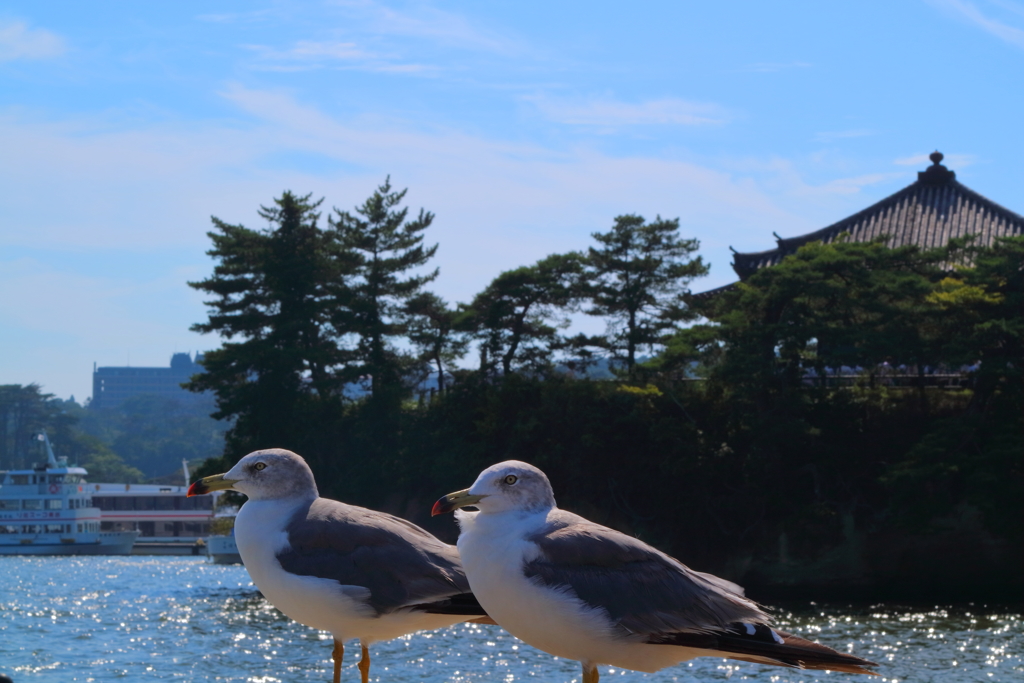 五大堂と海鳥