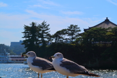 五大堂と海鳥