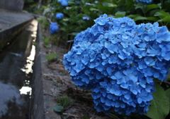 紫陽花