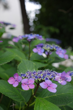 額紫陽花
