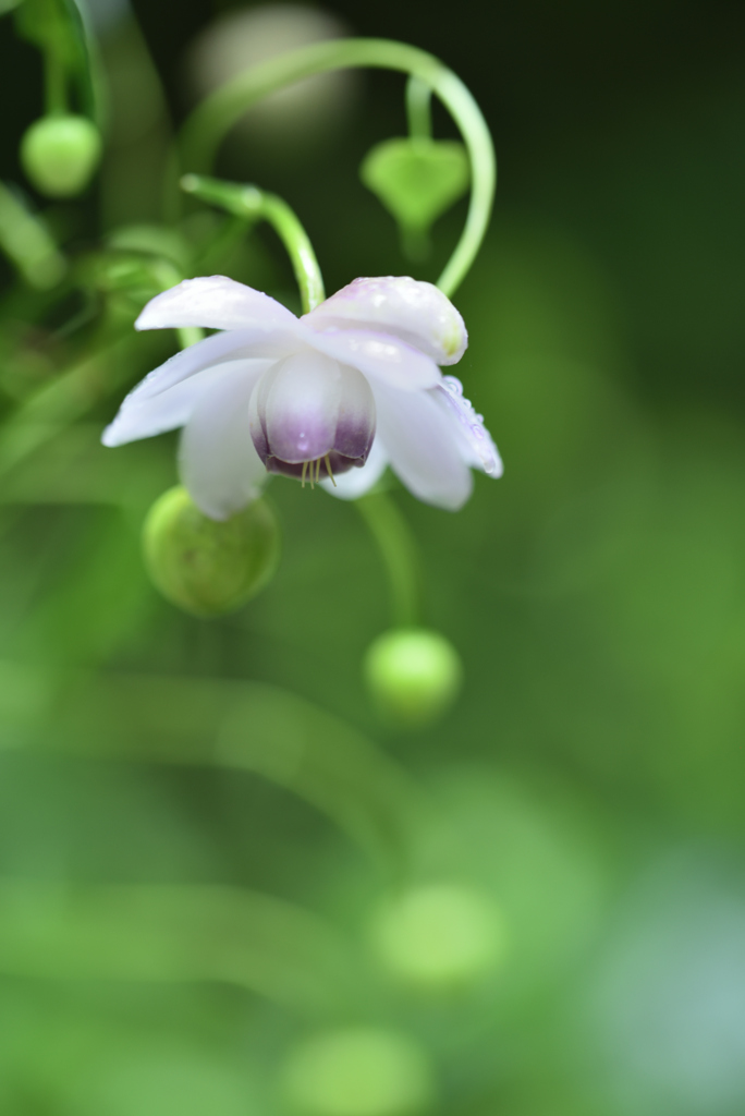 雨の森に咲く