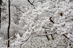 武蔵野雪景色Ⅰ