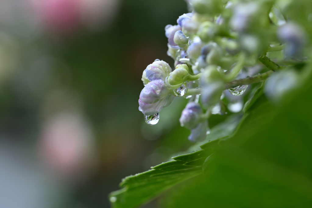 梅雨入りの日