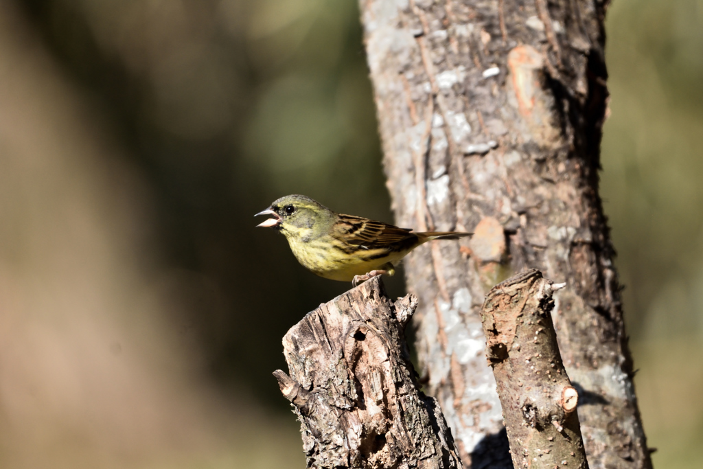 舞台に立つアオジ