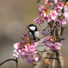 桜にシジュウカラⅡ