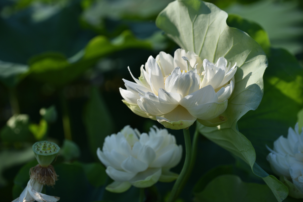 白い蓮花　開花