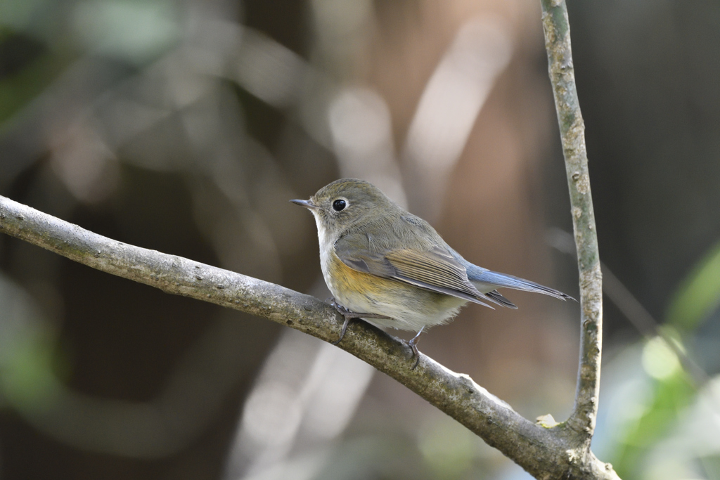 お洒落な背景で
