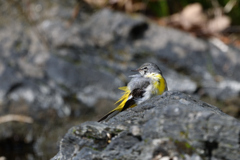 早春の渓流にて