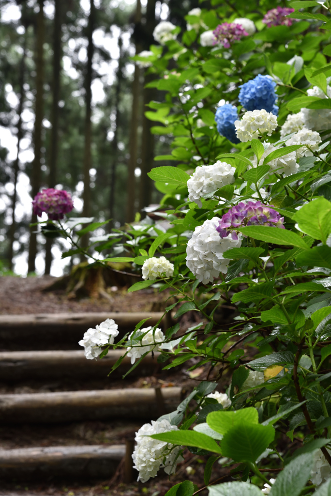 山里の紫陽花Ⅲ