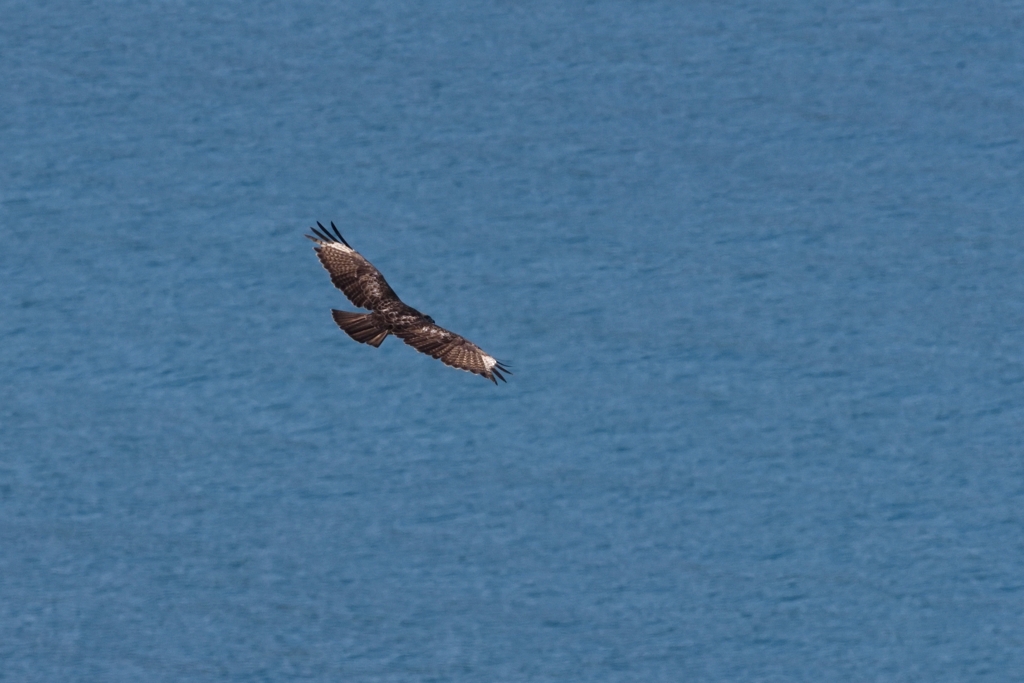 鳶と海