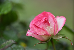 春の雨  庭の薔薇Ⅱ