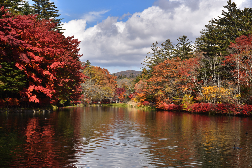 紅葉の雲場池