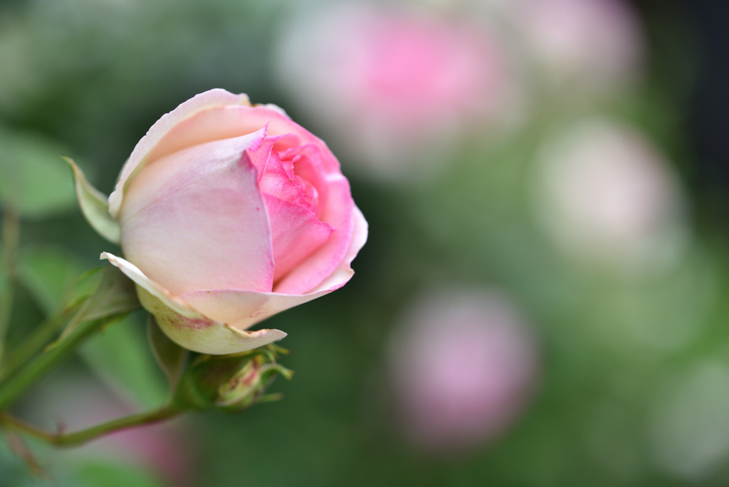 庭の薔薇2019年 Ⅱ