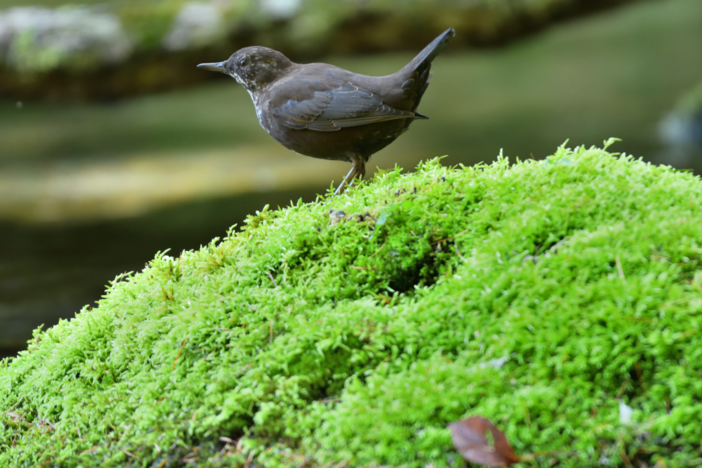 苔とカワガラス