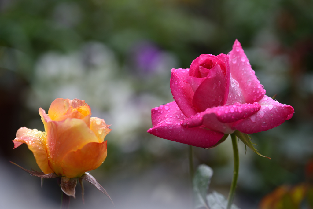 はるの雨  庭の薔薇