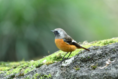 今年も君が冬鳥一番