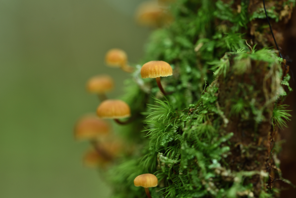 苔の森小さなランプⅡ