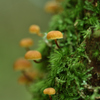 苔の森小さなランプⅡ