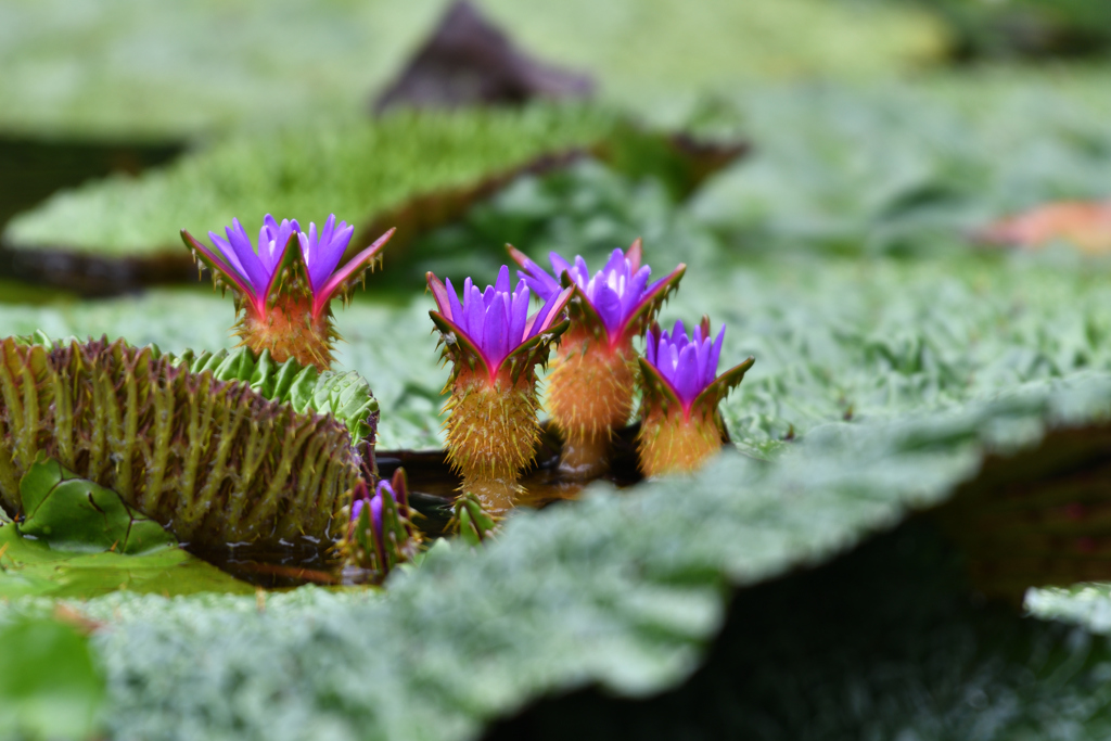 水生植物の池にてⅠ