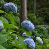 山里の紫陽花
