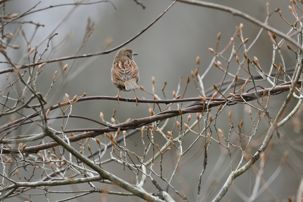 お山のカヤクグリ