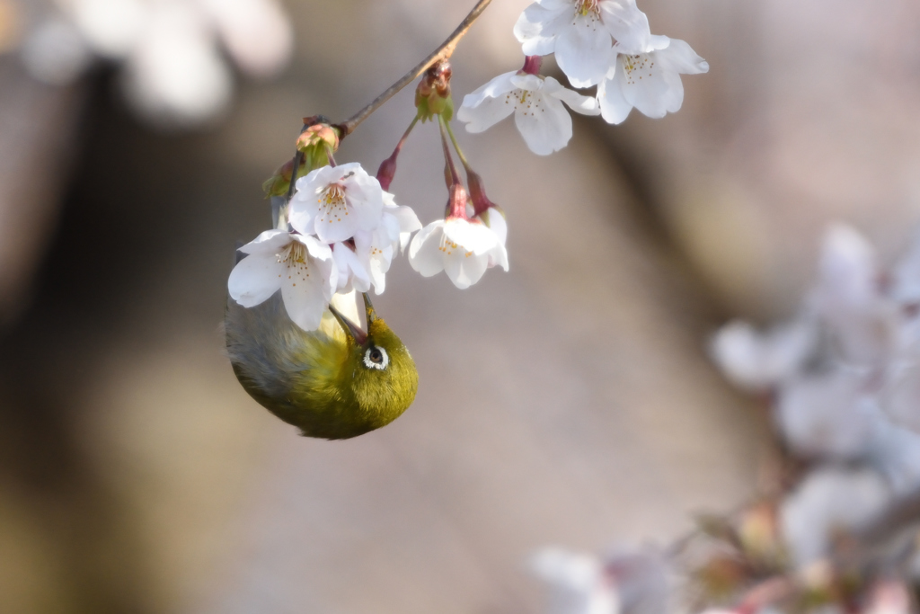 桜にメジロⅢ