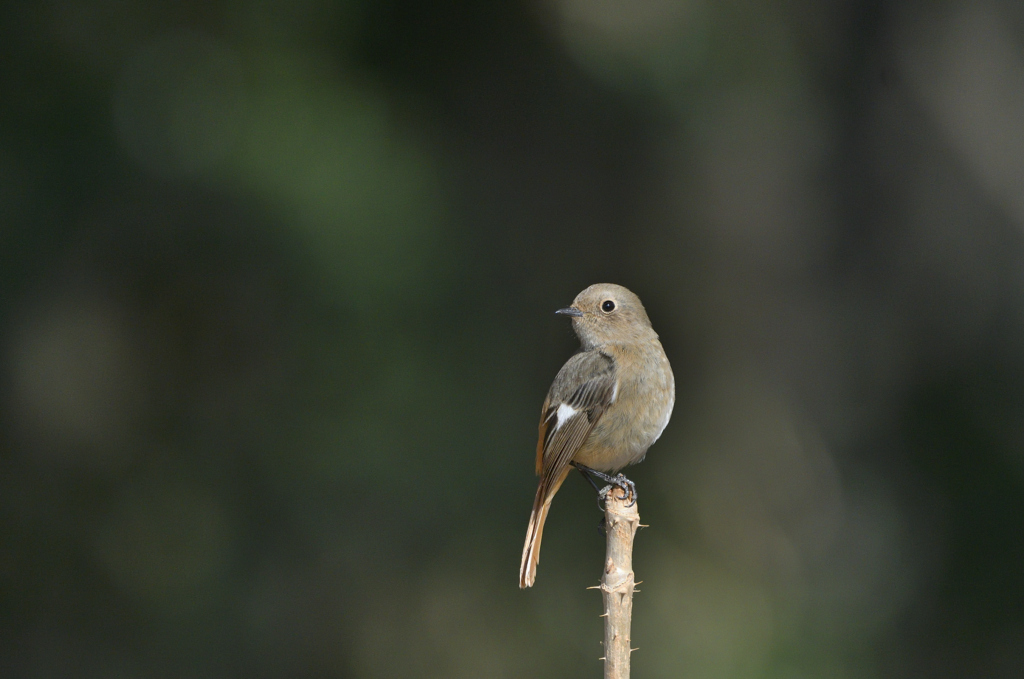 わたしをみて！