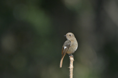 わたしをみて！