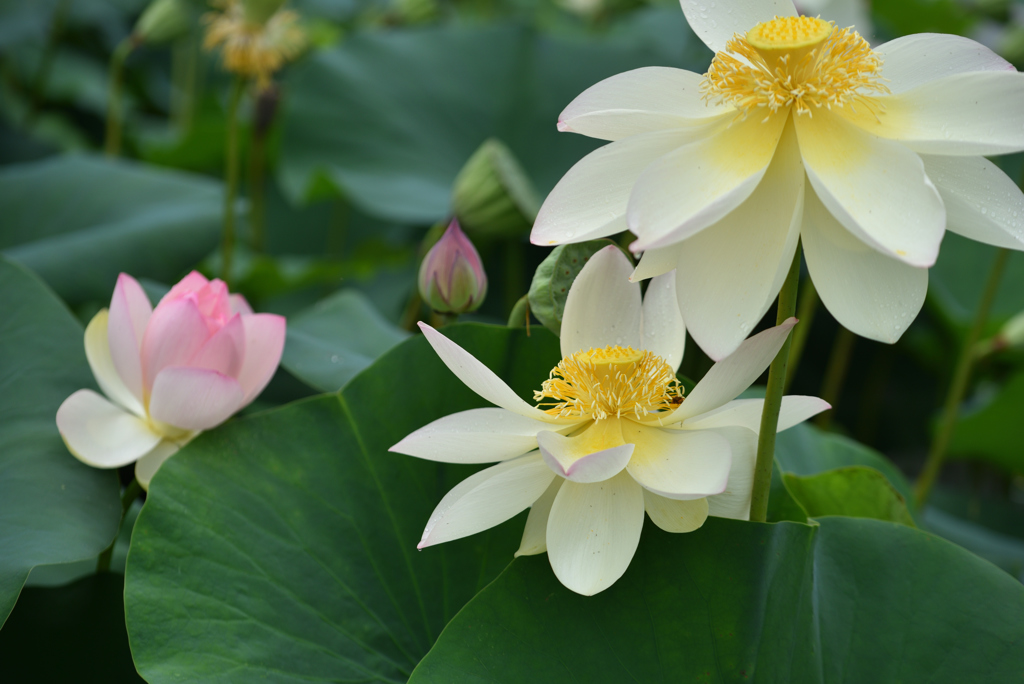 蓮花Ⅱ