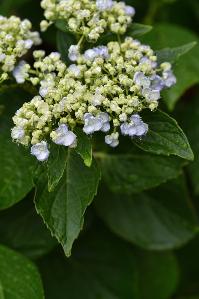 紫陽花に雨