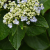 紫陽花に雨