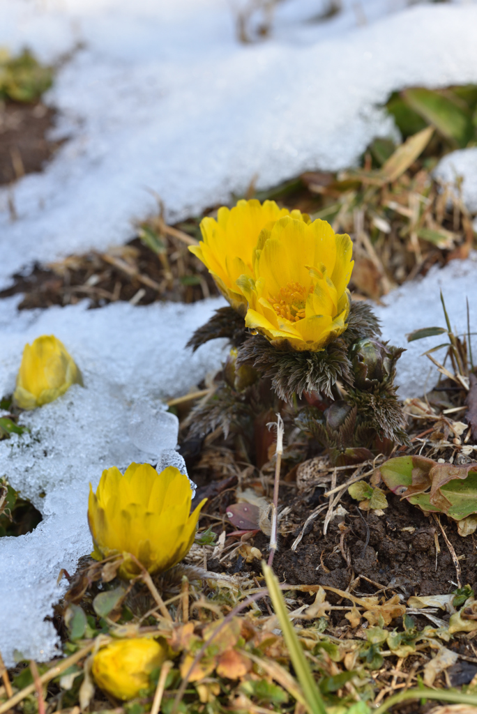 雪のなごりと花