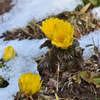 雪のなごりと花